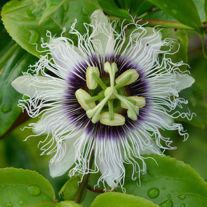 Mučenka jedlá - Passiflora edulus - semena - 5 ks