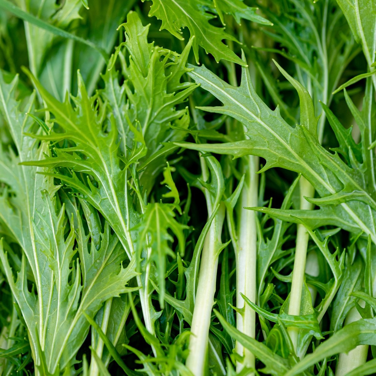 Mizuna - Japonská hořčice - Brassica rapa ssp. japonica - semena - 50 ks