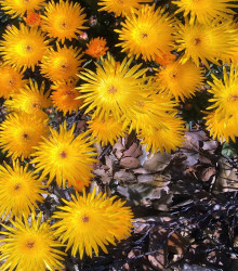 Lampranthus žlutý - Lampranthus glaucus - semena - 10 ks