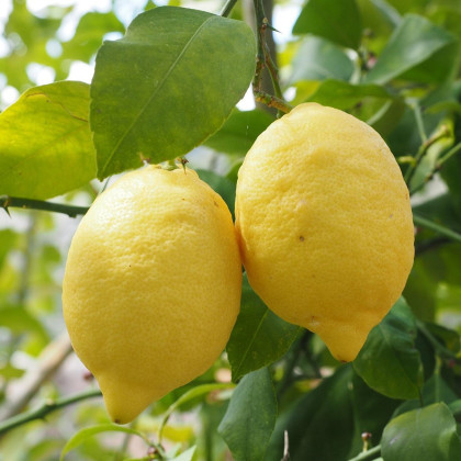 Citroník pravý - Citrus Limon - semena - 5 ks