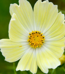 Krásenka žlutá Xanthos - Cosmos bipinnatus - semena - 20 ks