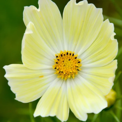 Krásenka žlutá Xanthos - Cosmos bipinnatus - semena - 20 ks