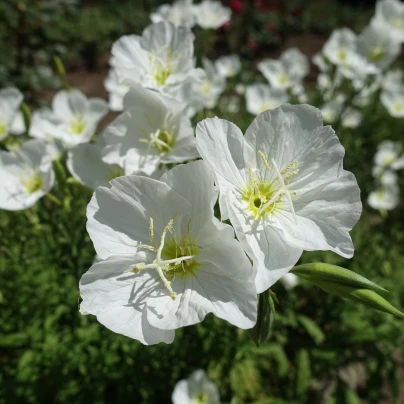 Pupalka zdobná bílá - Oenothera speciosa - semena - 20 ks