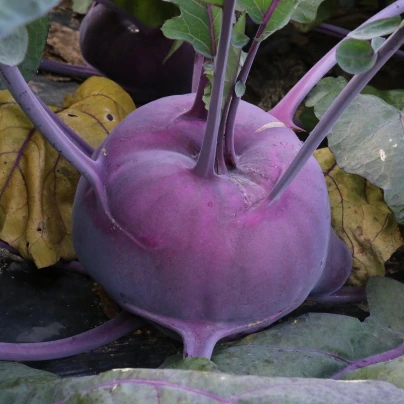 Kedluben raný modrý - Brassica oleracea - semena - 50 ks