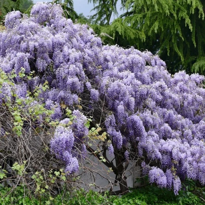 Vistárie čínská - Wisteria sinensis - semena - 2 ks