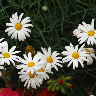 Rmen rolní - Anthemis arvensis - semena - 0,2 g