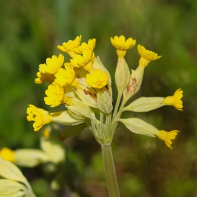 Prvosenka jarní - Primula veris - semena - 50 ks