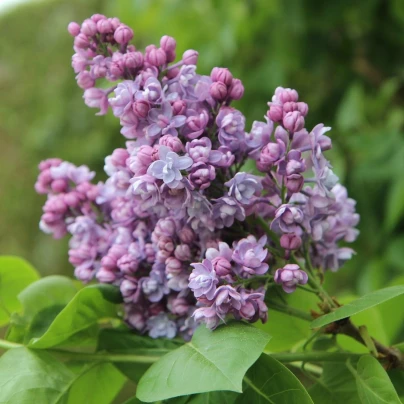 Šeřík obecný - Syringa vulgaris - semena - 8 ks