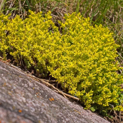 Rozchodník prudký - Sedum acre - semena - 100 ks