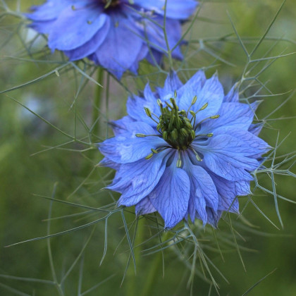 Černucha damašská modrá - Nigella Damascena - semena - 200 ks