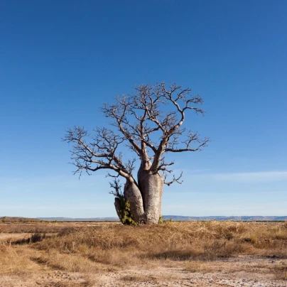 Australský baobab - Adansonia gregorii - semena - 3 ks