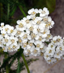 Řebříček obecný bílý - Achillea millefolium - semena - 500 ks