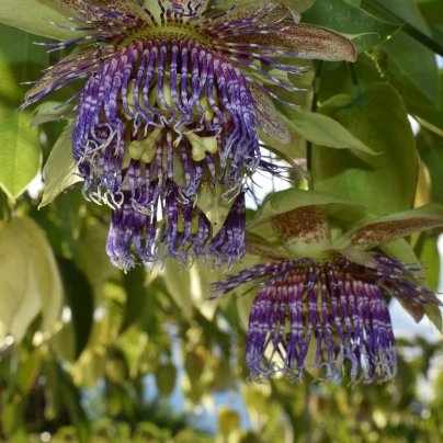 Mučenka maliformis - Passiflora maliformis - semena - 4 ks