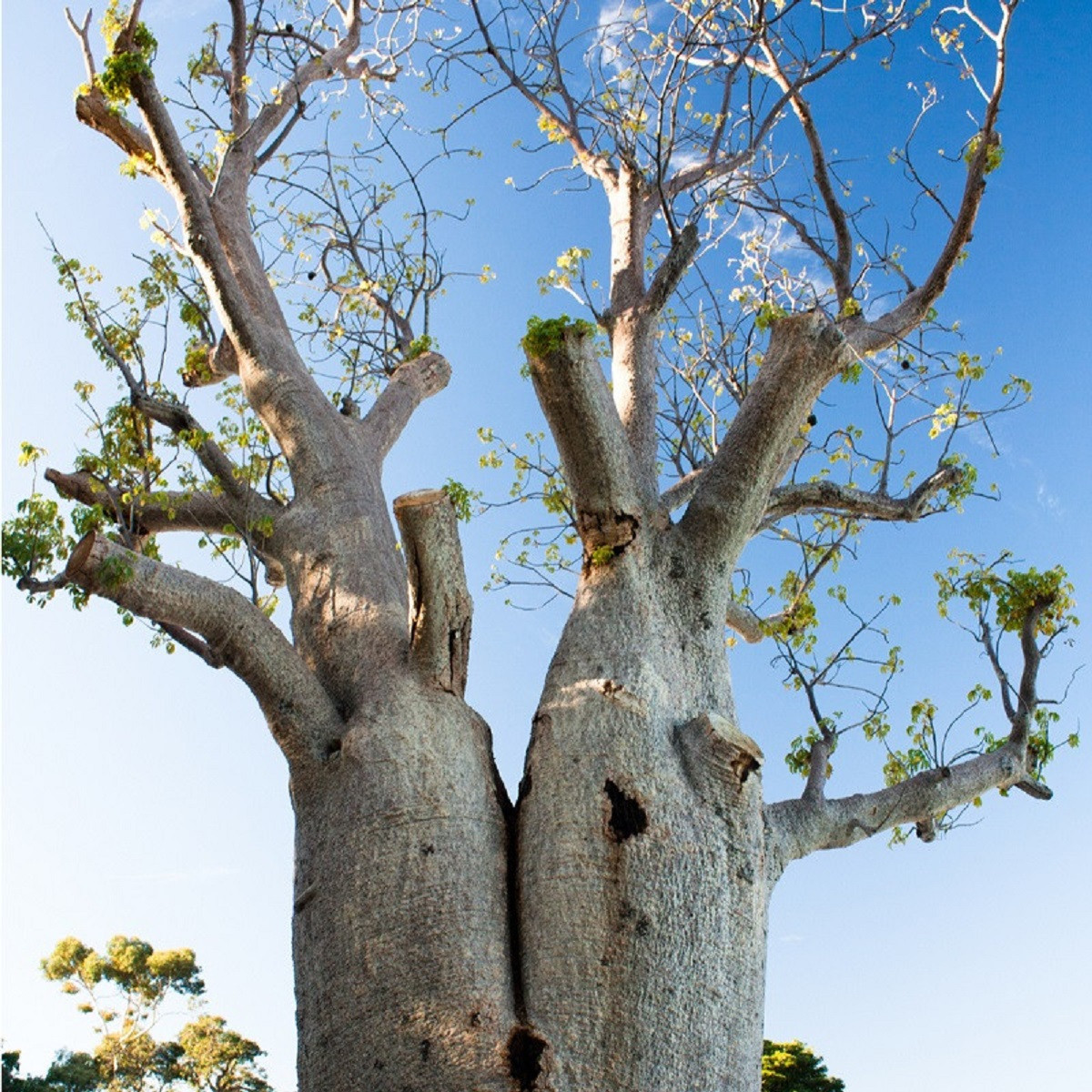 Baobab Fony - Adansonia fony - semena - 2 ks