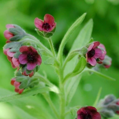 Užanka lékařská - Cynoglossum officinale - semena - 10 ks