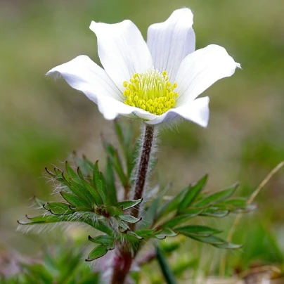 Koniklec alpinský - Pulsatilla vulgaris - semena - 10 ks