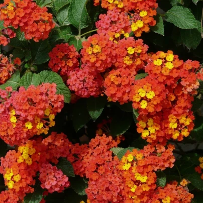 Lantana měňavá - Lantana camara - semena - 10 ks