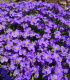 Tařička zahradní fialová - Aubrieta hybrida - semena - 200 ks