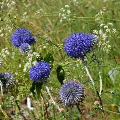 Bělotrn modrý - Echinops ritro - semena - 6 ks