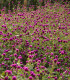 Pestrovka kulovitá fialová - Gomphrena globosa - semena - 25 ks
