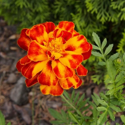 Aksamitník rozkladitý Orange flame - Tagetes patula nana - semena - 0,3 g