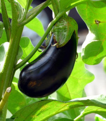 Lilek vejcoplodý Black Beauty - Solanum melongena - semena - 60 ks
