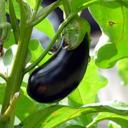 Lilek vejcoplodý Black Beauty - Solanum melongena - semena - 60 ks