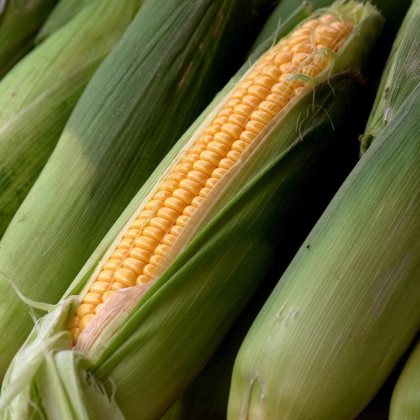 Kukuřice setá Tatonka F1 - Zea Mays - semena - 15 ks