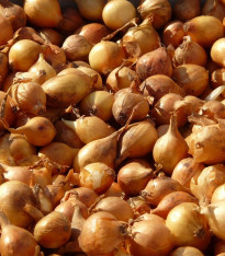 Cibule sazečka Sturon - Allium cepa - cibulky - 500 g