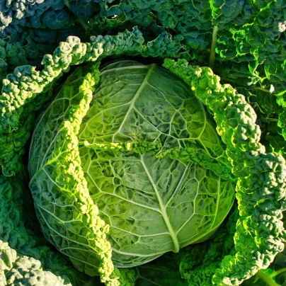 Kapusta hlávková Verita F1 - Brassica oleracea var. sabauda - semena - 110 ks