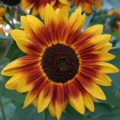 Slunečnice roční Helios - Helianthus annuus - semena - 7 ks