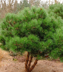 Borovice černá - Pinus nigra - semena - 4 ks