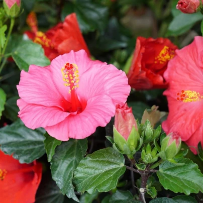 Ibišek syrský Rose of Sharon směs - Hibiscus syriacus - semena - 12 ks