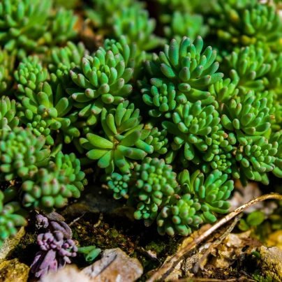 Rozchodník španělský - Sedum hispanicum - semena - 100 ks