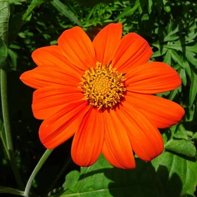 Titónie okrouhlolistá - Tithonia rotundifolia - semena - 60 ks