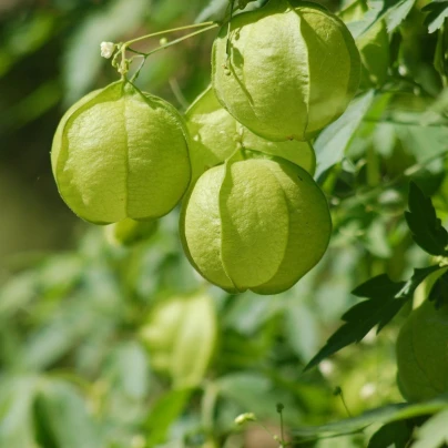 Srdcovnice nadmutá Ballonwein - Cardiospermum halicacabum - semena - 15 ks