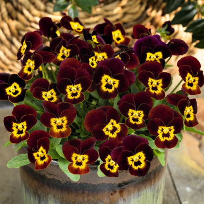 Violka rohatá Ruby Gold - Viola cornuta - semena - 20 ks