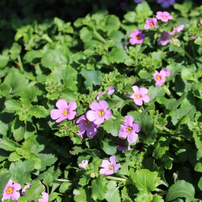 Bakopa Pinktopia - Bacopa sutera cordata - semena - 7 ks