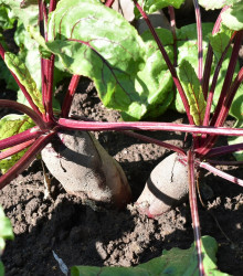 Řepa salátová válcovitá Forono - Beta vulgaris - semena - 160 ks