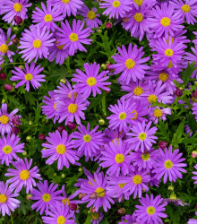 Sasanka vábná Violet Star - Anemone blanda - cibuloviny - 3 ks