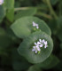 BIO Portulák zimní - Claytonia perfoliata - bio semena - 100 ks