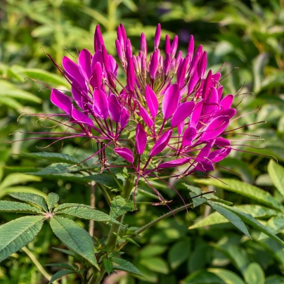 Luštěnice trnitá - Cleome hassleriana - semena - 10 ks