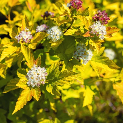 Tavola kalinolistá - Physocarpus opulifolius - semena - 8 ks