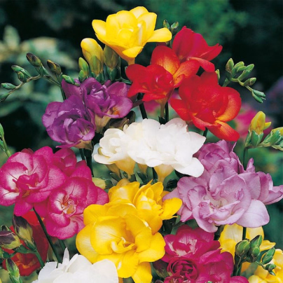 Směs frézie plnokvěté - Freesia - cibuloviny - 9 ks
