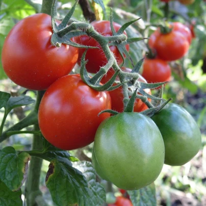 Rajče Crimson Crush PhR F1 - Solanum lycopersicum - semena - 7 ks