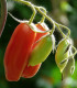 BIO Rajče San Marzano - Solanum lycopersicum - bio semena - 7 ks