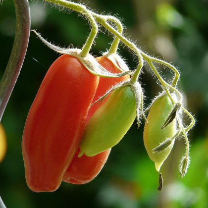 BIO Rajče San Marzano - Solanum lycopersicum - bio semena - 7 ks
