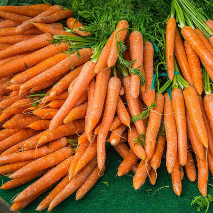BIO Mrkev Rothild velmi raná - Daucus carota - bio semena - 0,5 g