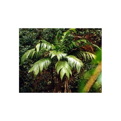 Palma mexická - Geonomma Interrupta - semena - 5 ks