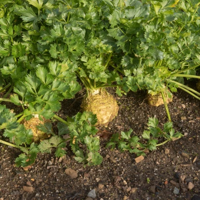 BIO Celer bulvový Mars - Apium graveolens - bio semena - 20 ks